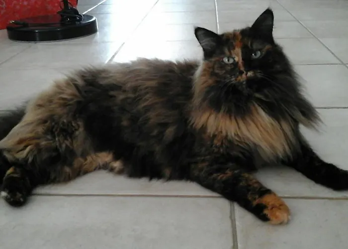 Couette-café Le Temps D'une Pause Bretignolles-sur-Mer